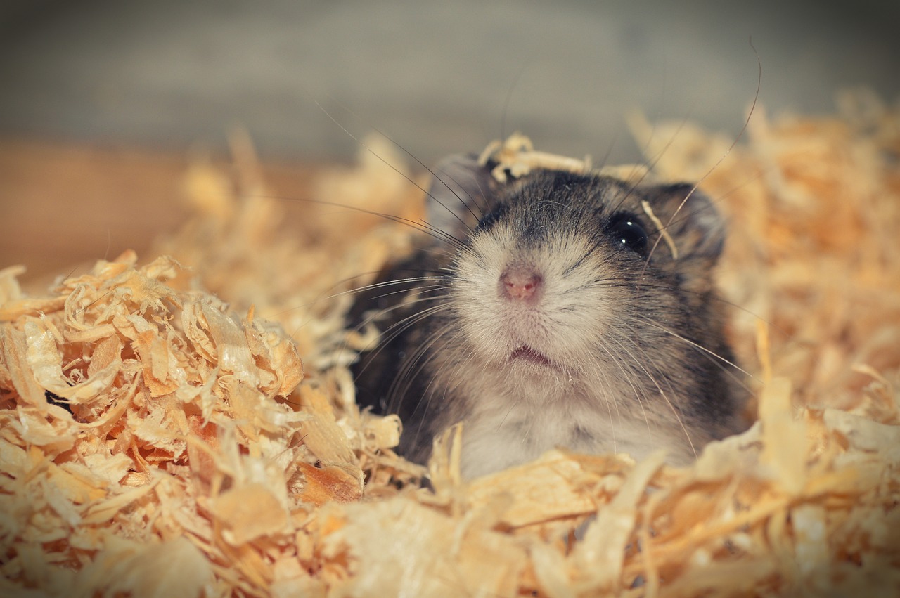 hamster-3878853_1280