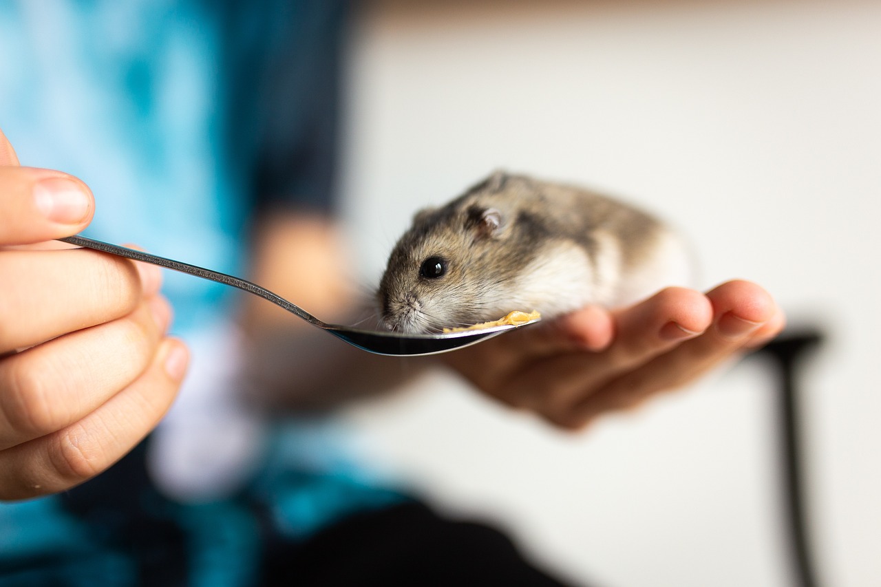 hamster-5115246_1280