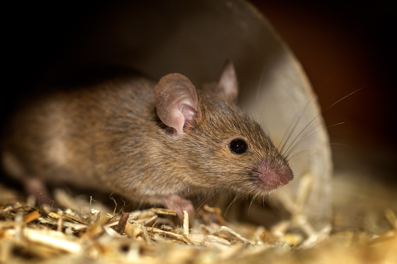 house-mouse-6135229_1280