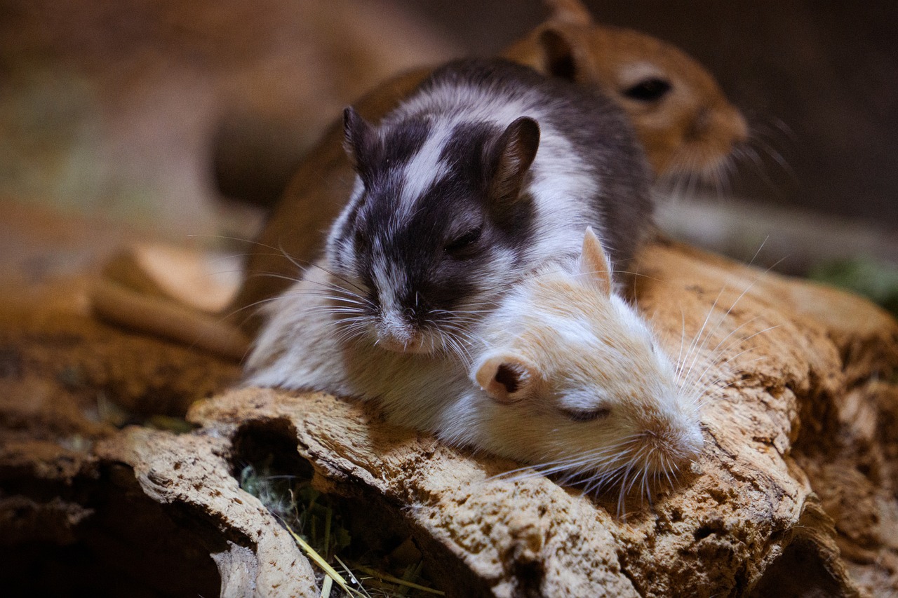 mice-6371592_1280