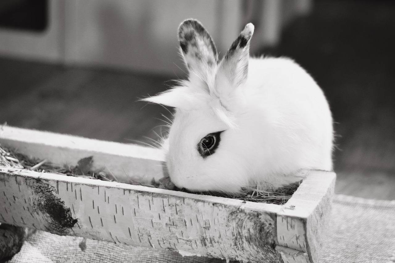 rabbit-7285451_1280