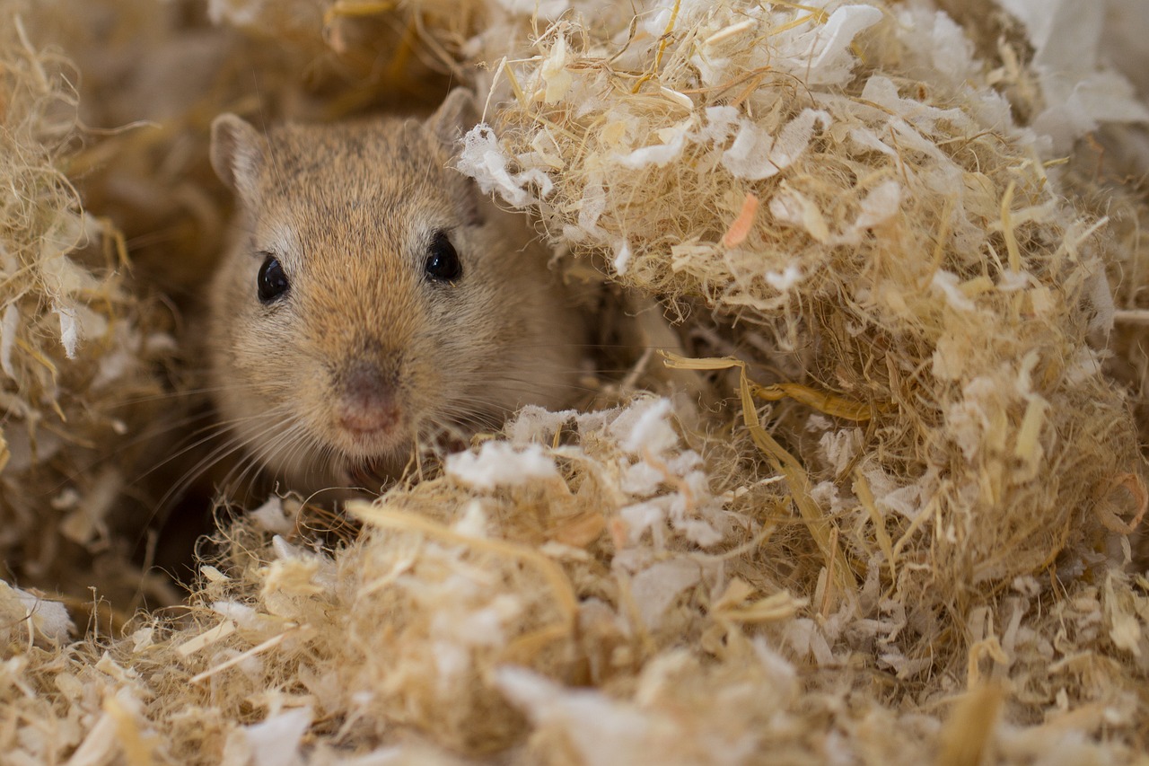 racing-mouse-971532_1280