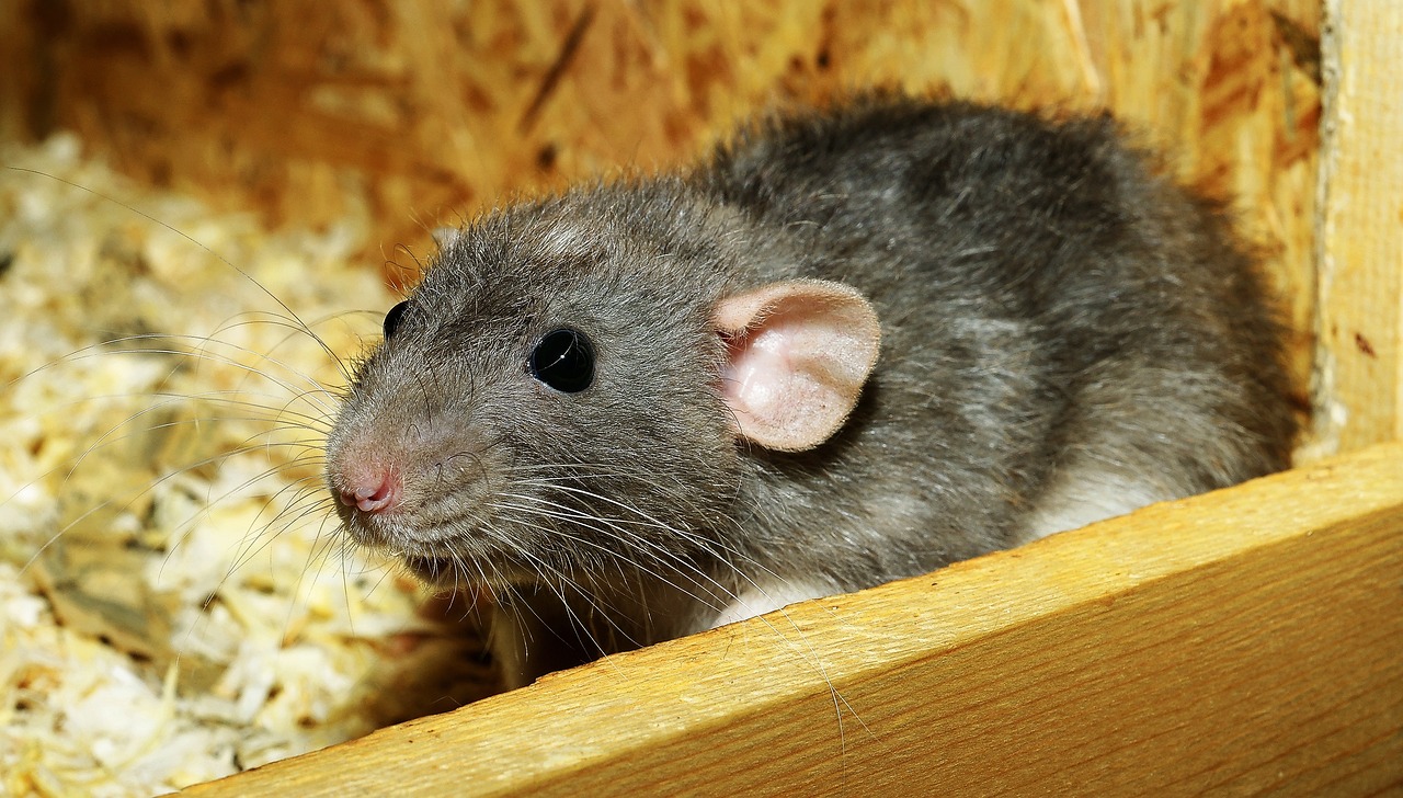 rat-3534317_1280