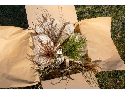 Čerstvé jarní pučení