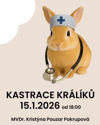 Kdy je kastrace u králíků vhodná? 🤔 Jaký má přínos pro zdraví i chování? 🐇 Jak zákrok probíhá a co všechno obnáší péče...