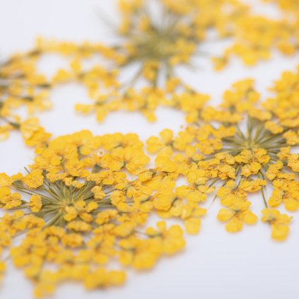 Sušené kvety na zdobenie nechtov