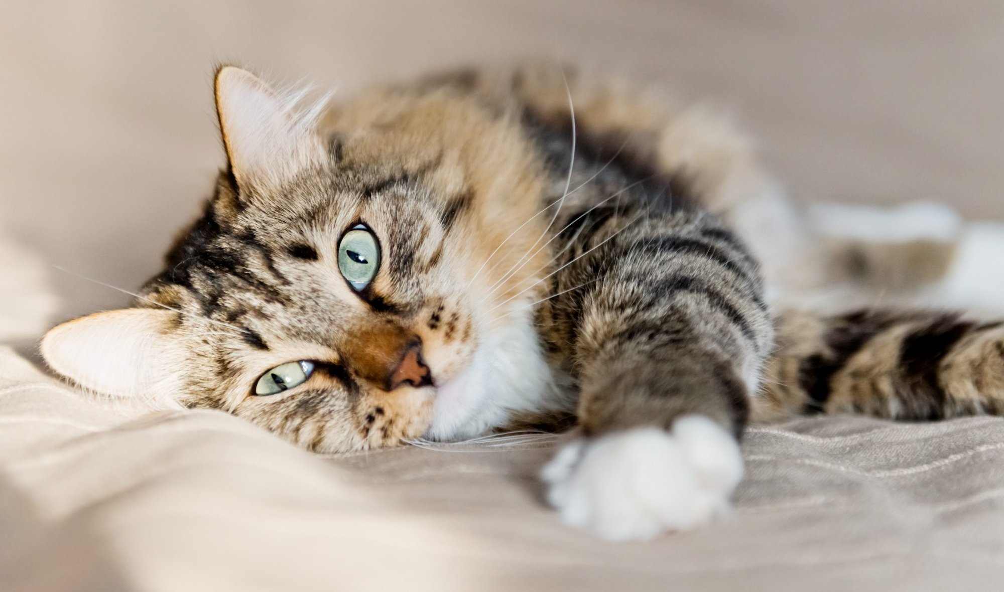 Očkovať a odčervovať mačku v byte? Jednoznačne ÁNO!