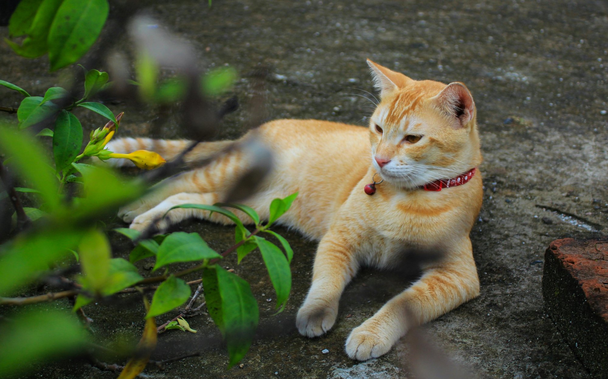 Čo je toxické v byte pre mačky: Na čo si dať pozor?