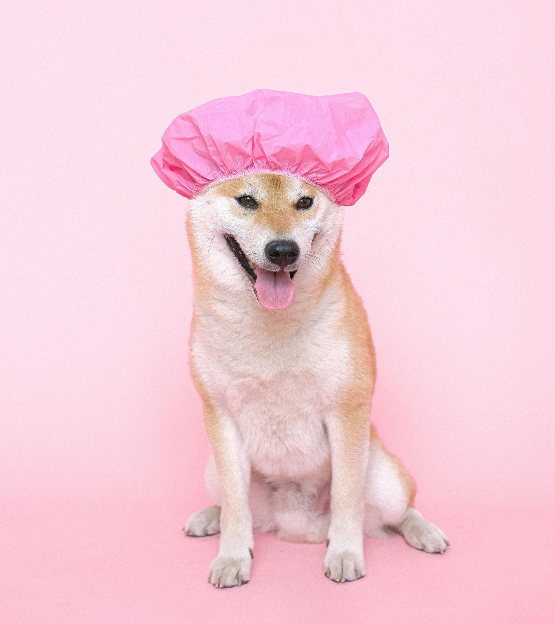 Starostlivosť o psiu srsť: Kľúč k zdraviu a spokojnosti vášho štvornohého priateľa