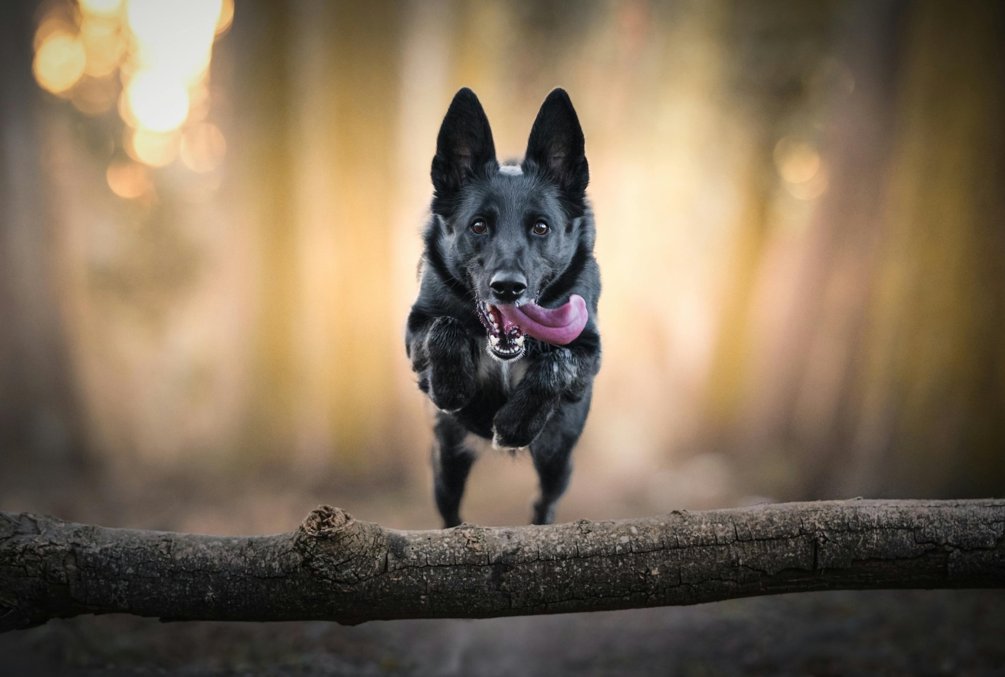 Správanie psa: Ako rozumieť svojmu štvornohému priateľovi