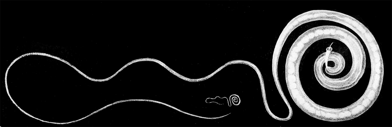 Trichuris_trichiura,_male