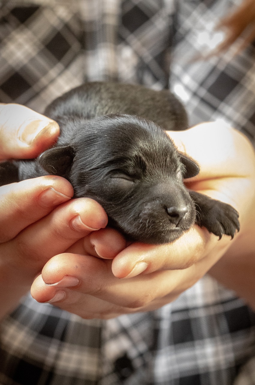 dog-4900666_1280