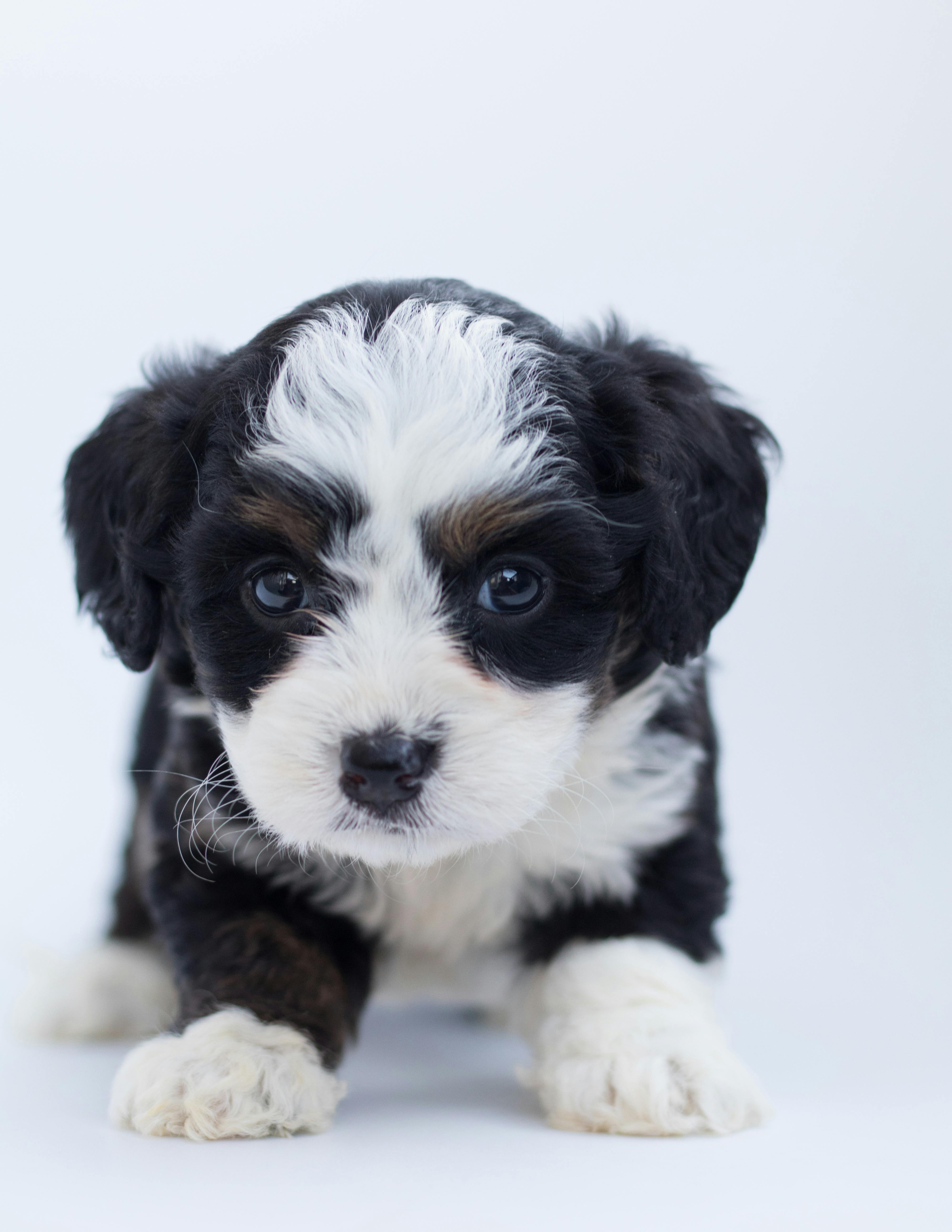 pexels-poodles2doodles-1458916