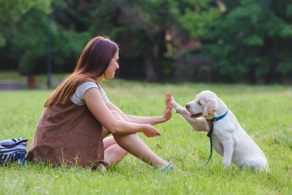 zlaté-retriever-šteňa-ísť-na-prechádzku