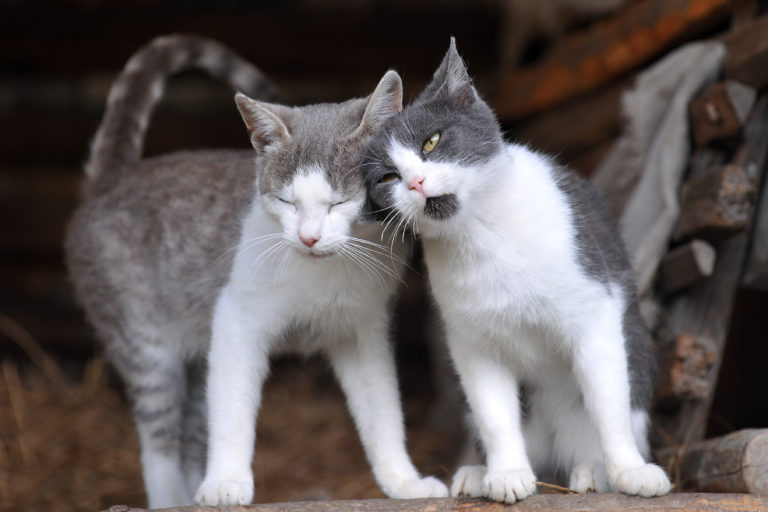 zwei_katzen-768x512