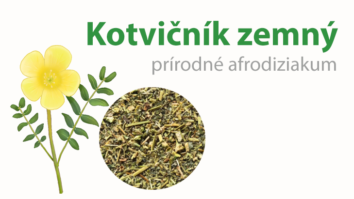 Kotvičník