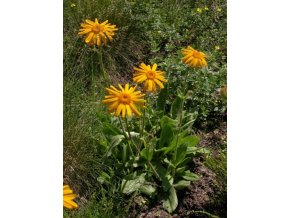 arnica montana bluete