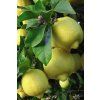 3248 1 zluty citron11