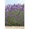 956 2 levandule aspic11