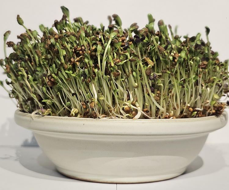 Nádoby na mikroklíčky a klíčenie