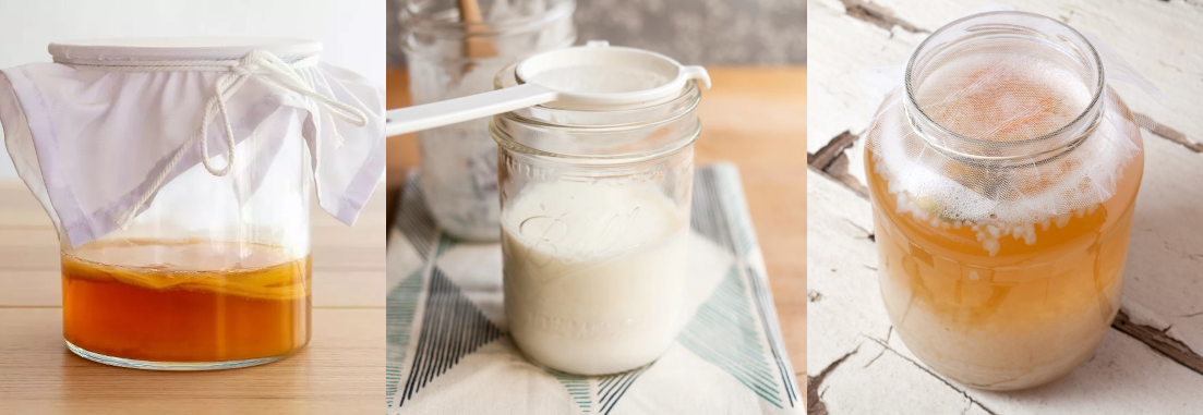 Kultury - kombucha, tibi, Tibetská houba