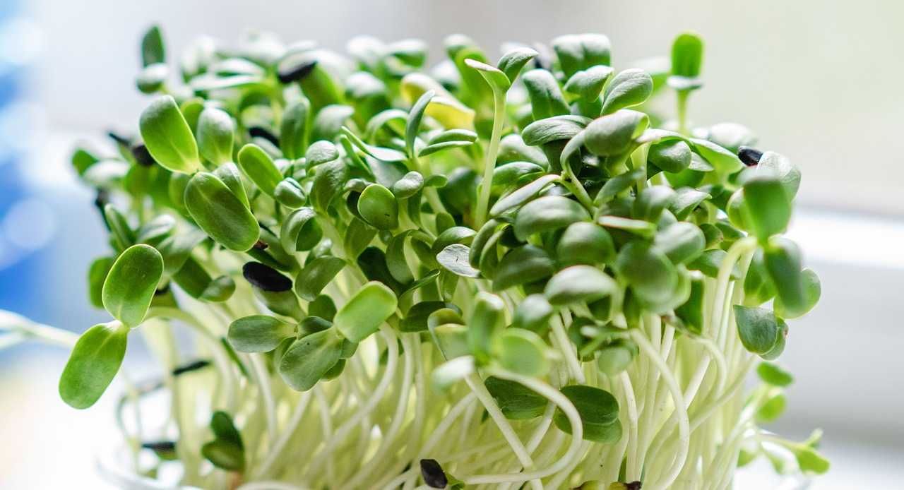Semínka na microgreens a klíčení