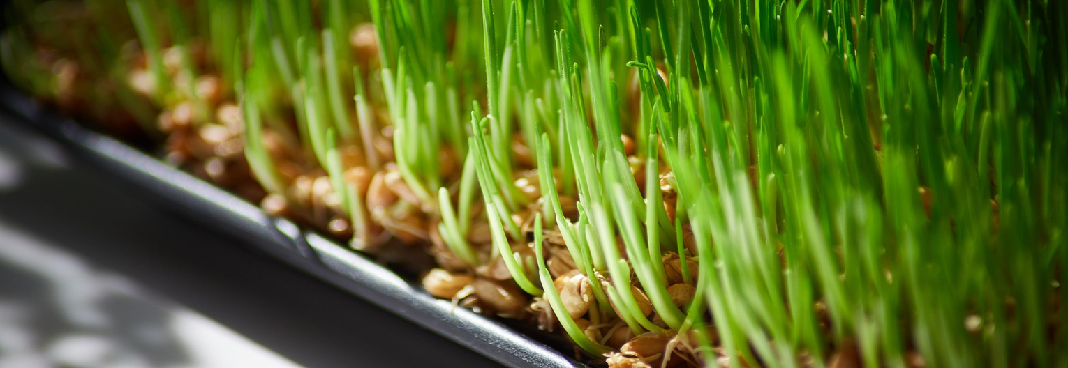 Naše semená na klíčenie