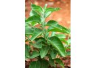 Ashwagandha BIO