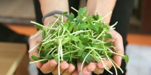 jak-klicit-a-pestovat-microgreens-300x150