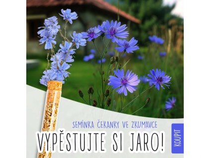 zkum ček