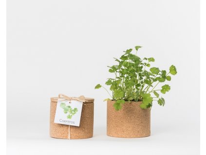 Koriander - korkový hrniec
