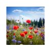 3682 2 janamihu wildflower meadow red poppy cornflower bloomcore 1fd7984e f0af 4866 a623 ab525d4995cb