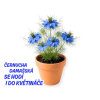 4453 1 c ernucha damas ska 3