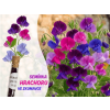4456 hrachor vonny mix 1 1