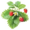 Click and Grow lesné jahody, kapsule so semienkami a substrátom 3ks