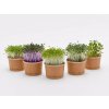 Pestovateľská sada Microgreens Tiny Greens - 3 tégliky