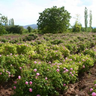 🌿 To zní jako voňavá novinka! Společnost Biorůže nabízí opravdu pestrou paletu sypaných a sušených bylinek, které se hodí...