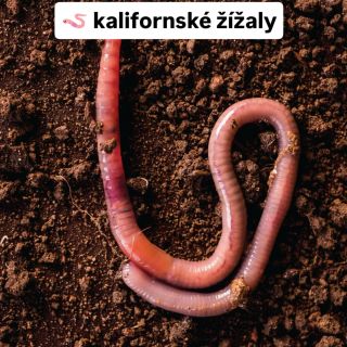 🪱 Žížaly v akci Nenápadní pracanti, kteří z bioodpadu vytvářejí poklad pro rostliny 🌱 Vermikompost je plný živin, zlepšuje...