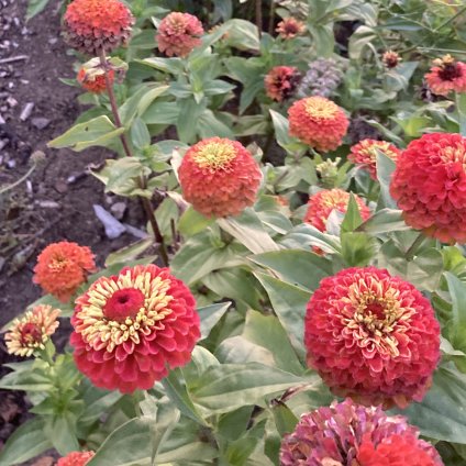 Cínie Queen Orange & Lime mix