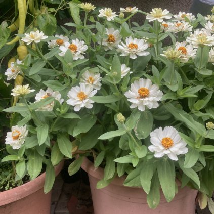 Cínie Profusion Double White