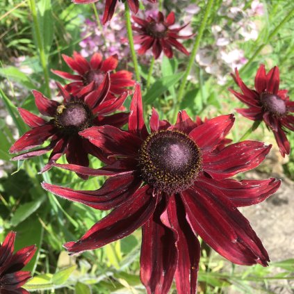 rudbekie cherry brandy