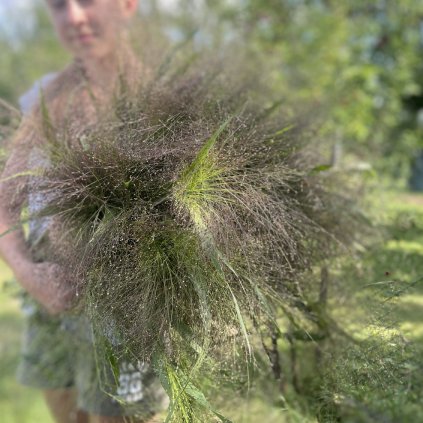 Proso sličné Exploze