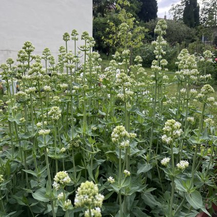 Mavuň Snowcloud White