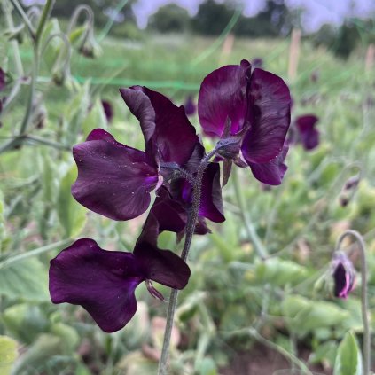 Hrachor vonný Burgundy