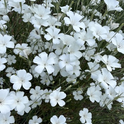 Koukol polní Ocean Pearl