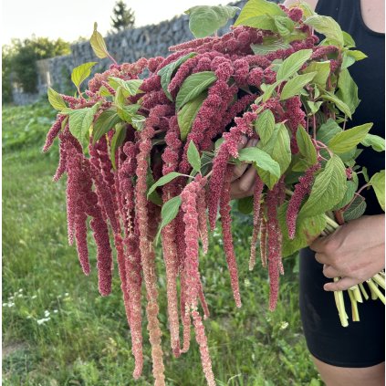 Laskavec ocasatý Coral Fountain