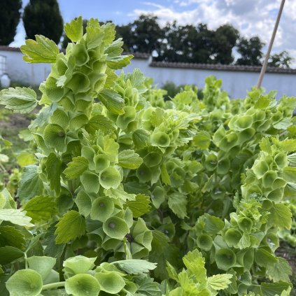 Molučenka - Irský zvonek