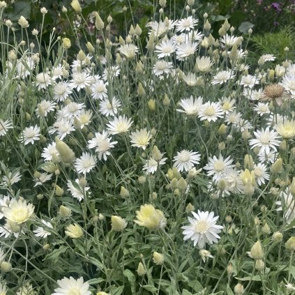 Suchokvět roční Alba