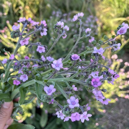 Užanka Mystery Rose