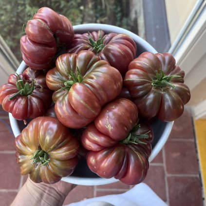 Rajče Purple Calabash